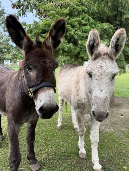 Donkey